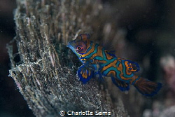 A tiny mandarin fish taken on my first dive in Lembeh on ... by Charlotte Sams 